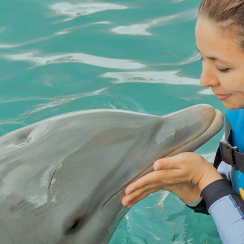 Roaming with Dolphins