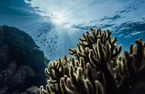 Fulidhoo Island Tour and Snorkeling