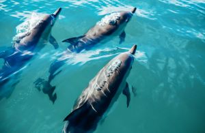 Snorkeling and Dolphin Cruise 	