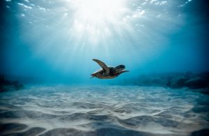 Snorkeling and Dolphin Cruise 	