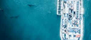 Roaming with Dolphins