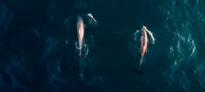 Roaming with Dolphins