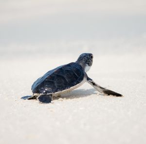 Day 2 - A Luxury Experience