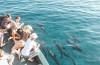 Dolphin Cruises 