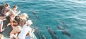 Dolphin Cruises 
