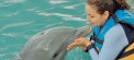 Roaming with Dolphins